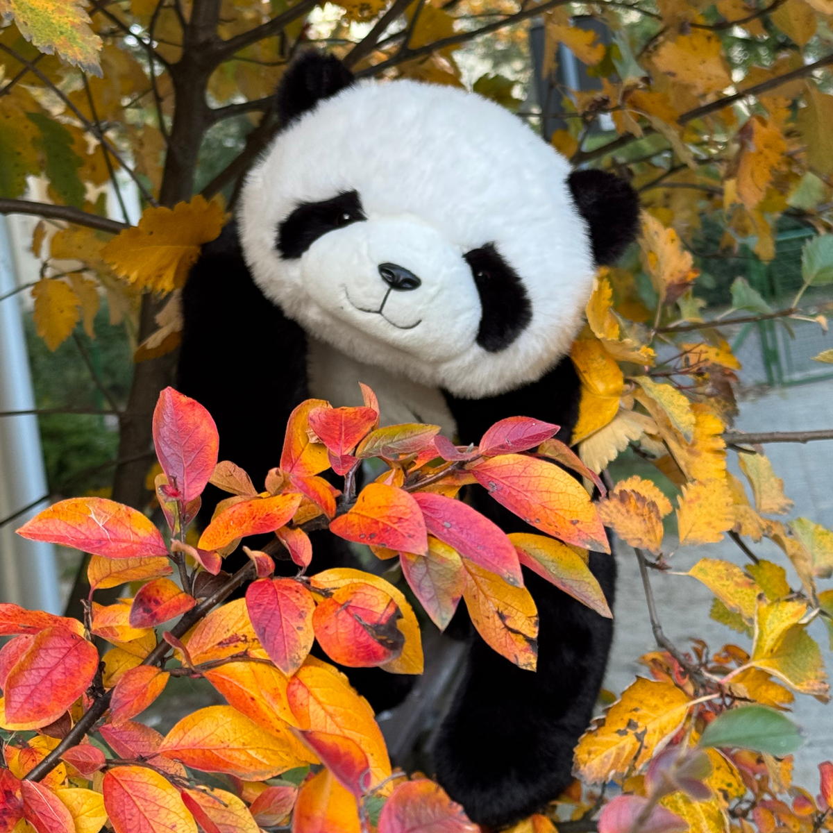 Le panda thérapeutique Zenlest